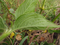 Pfaffia glomerata