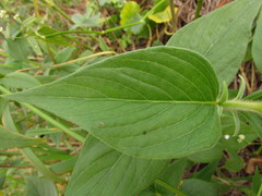 Pfaffia glomerata