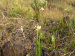 Pfaffia tuberosa