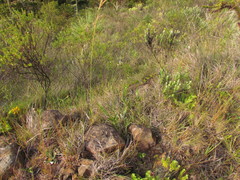 Pfaffia tuberosa