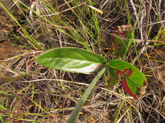 Pfaffia tuberosa