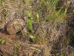 Pfaffia tuberosa