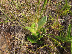 Pfaffia tuberosa