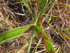 Pfaffia tuberosa
