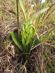 Pfaffia tuberosa