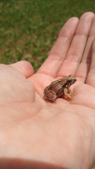 Physalaemus biligonigerus