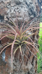 Tillandsia utriculata