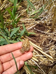 Physalaemus biligonigerus