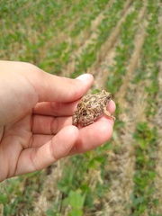 Physalaemus biligonigerus