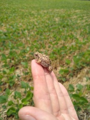 Physalaemus biligonigerus