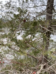 Chamaecyparis thyoides thyoides