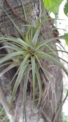Tillandsia fasciculata