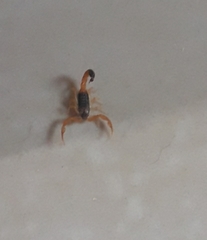 Rhopalurus
