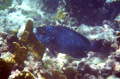 Scarus coelestinus