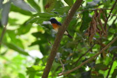 Cyornis rubeculoides