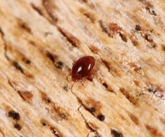 Scheloribatidae