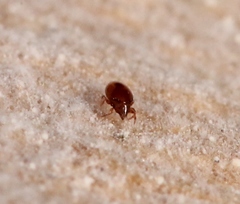 Scheloribatidae