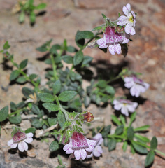Chaenorhinum origanifolium crassifolium