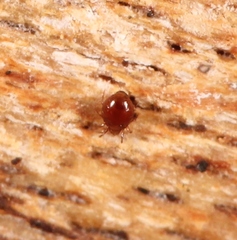 Scheloribatidae