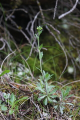 Draba glabella