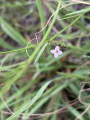 Cordylostigma virgatum