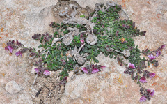 Chaenorhinum origanifolium crassifolium