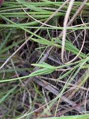 Cordylostigma virgatum