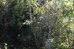 Comocladia
