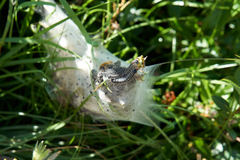 Eriogaster arbusculae