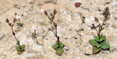Chaenorhinum rupestre