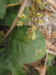 Hebanthe pulverulenta