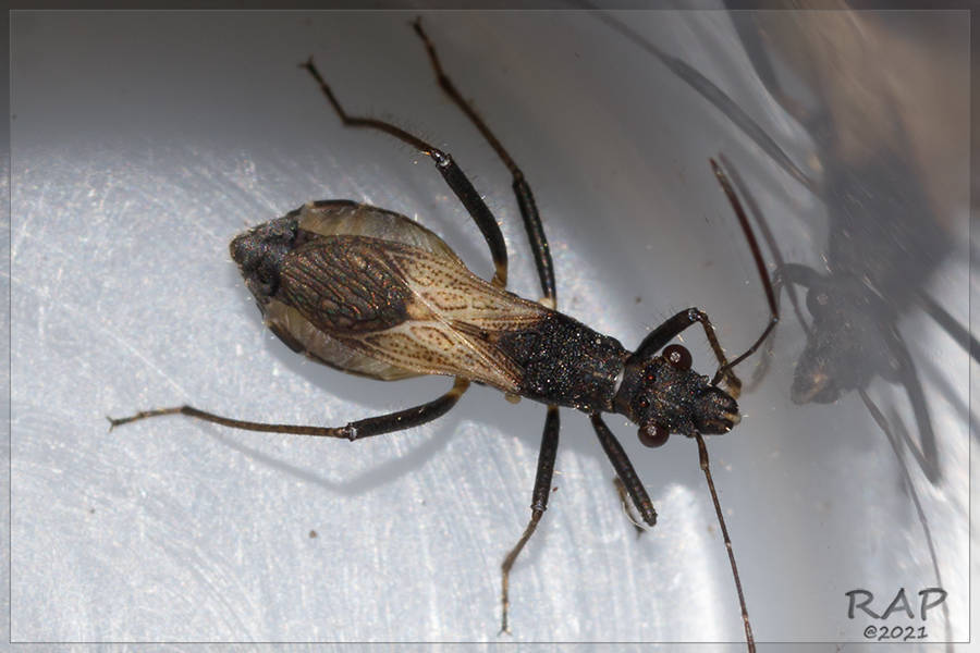 Cydamus femoralis