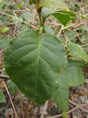 Hebanthe pulverulenta