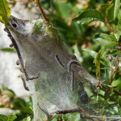 Eriogaster arbusculae