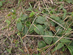 Hebanthe pulverulenta