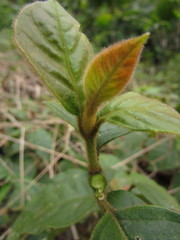 Hebanthe pulverulenta
