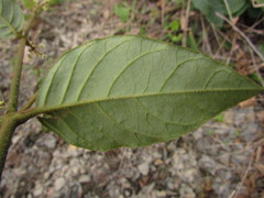 Hebanthe pulverulenta