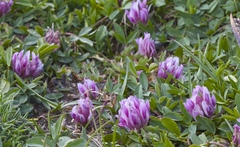 Trifolium parryi