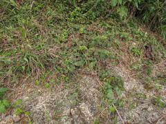 Hebanthe pulverulenta