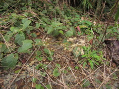 Hebanthe pulverulenta