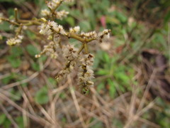 Hebanthe pulverulenta