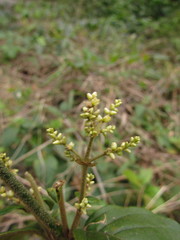 Hebanthe pulverulenta