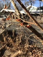 Hamamelis vernalis