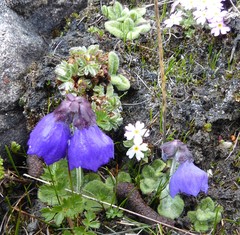 Primula wollastonii