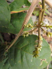 Hebanthe pulverulenta