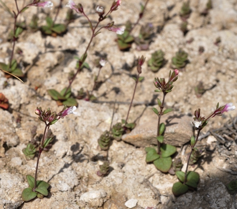 Chaenorhinum rupestre