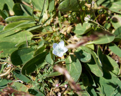 Lomatogonium carinthiacum