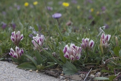 Trifolium parryi