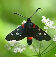 Zygaena ephialtes