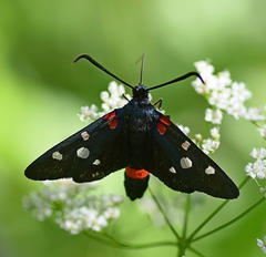 Zygaena ephialtes
